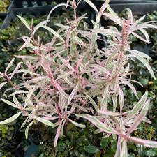 Hygrophila lancea ‘Araguaia’ sp. Chai