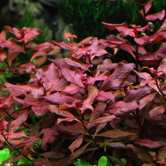 Ludwigia palustris "Super Red"