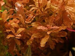 Ludwigia inclinata 'Red'