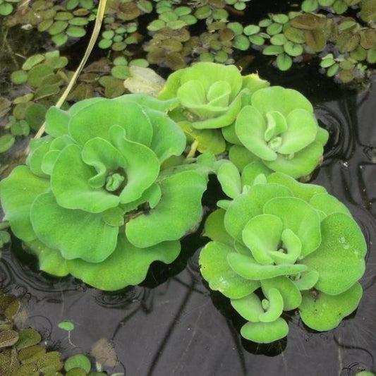 Pistia stratiotes