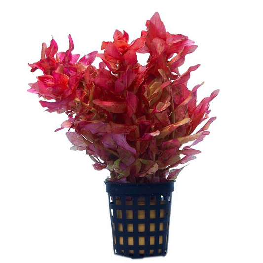 Rotala macrandra
