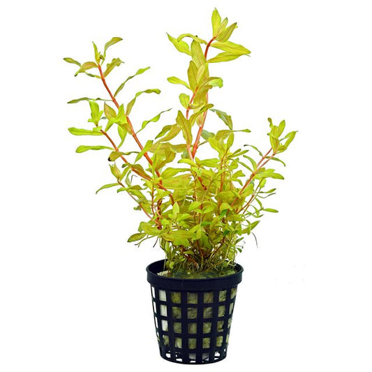 Nessea pedicellata 'Golden'