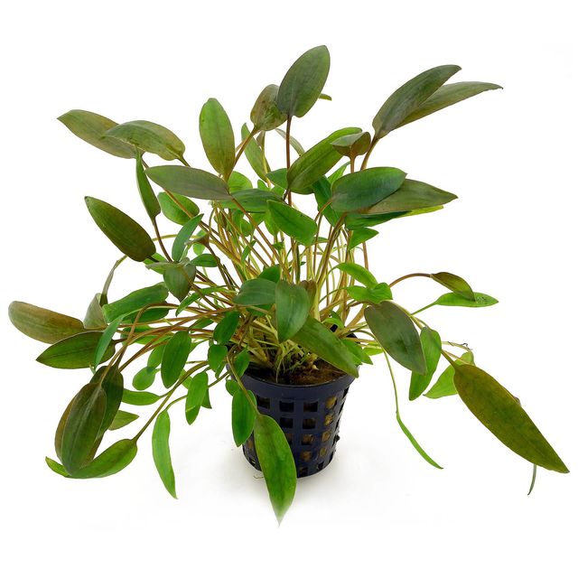 Cryptocoryne wendtii 'Brown'