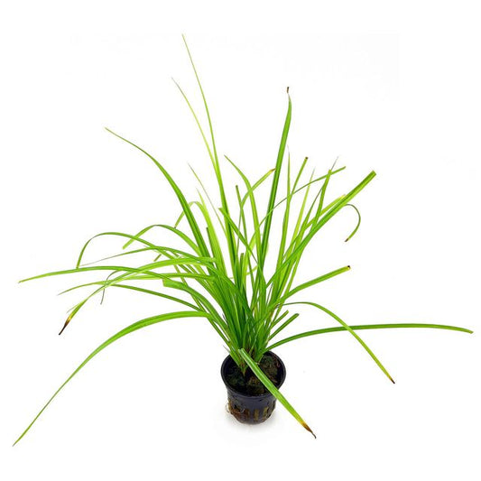 Cyperus helferi