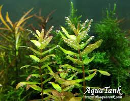 Rotala macrandra 'Green'