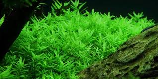 Rotala sp. Green