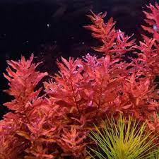 Rotala Macrandra Mini Butterfly