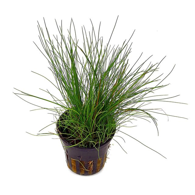 Eleocharis acicularis