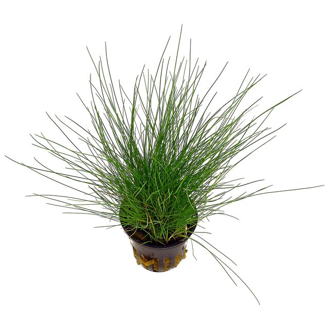 Eleocharis parvula