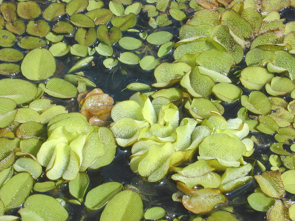 Salvinia molesta