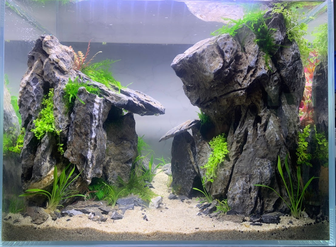 Aquascape Set Up Service