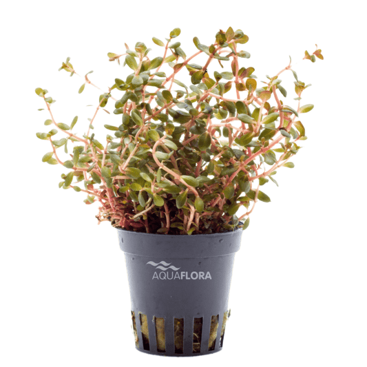 Rotala 'Yao Yai'