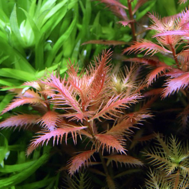 Proserpinaca palustris ‘Cuba’