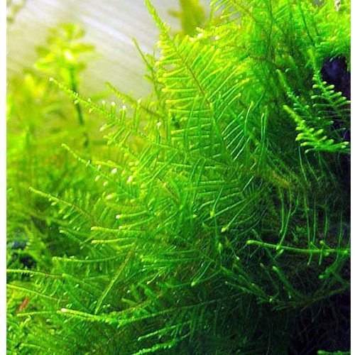 Taxiphyllum alternans “Taiwan Moss”