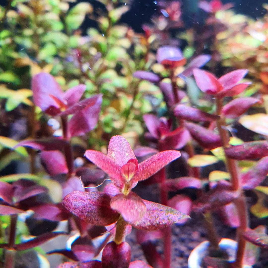 Bacopa salzmannii 'Purple'