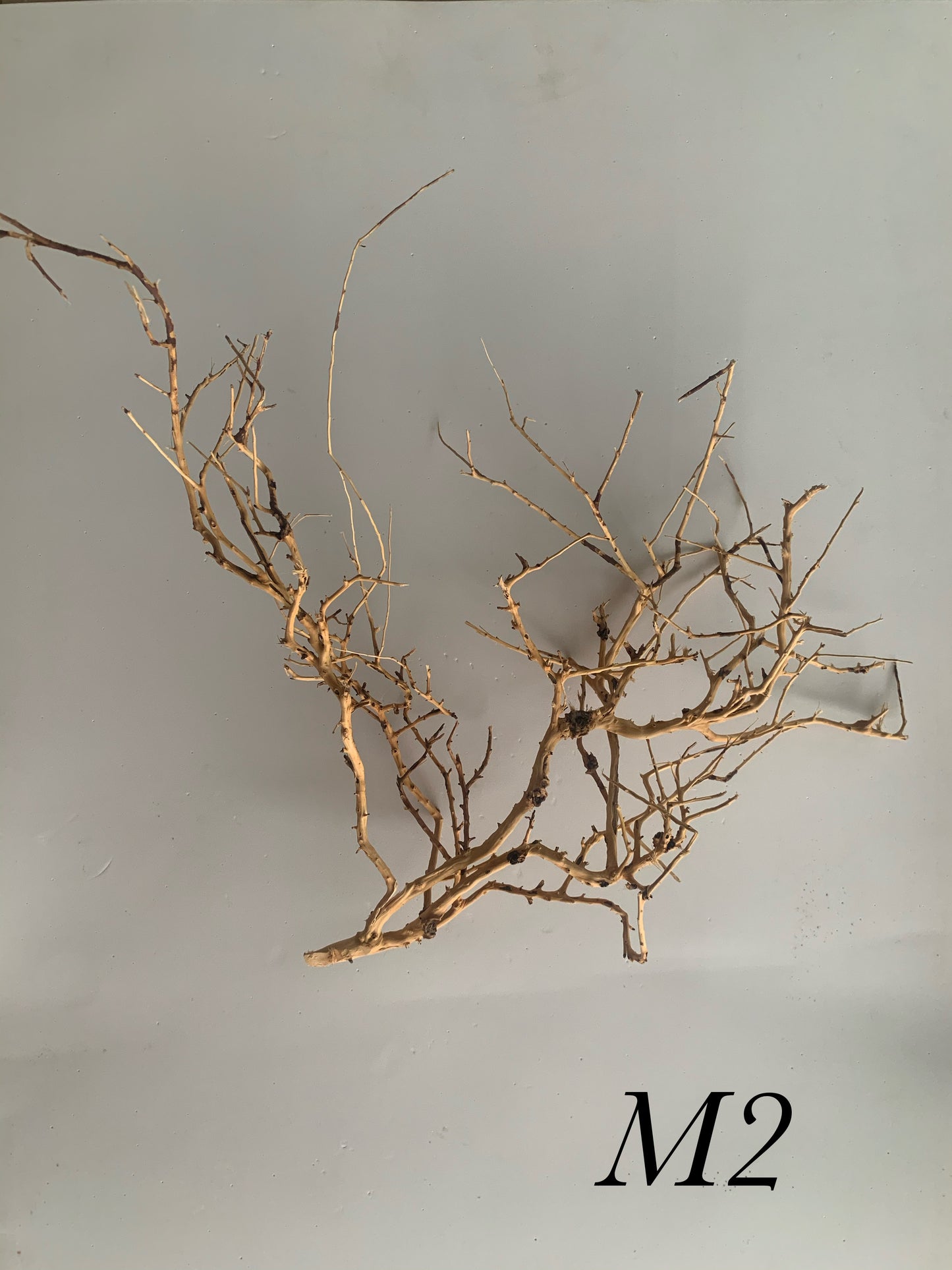 Scaping Twigs Medium (20-30cm)