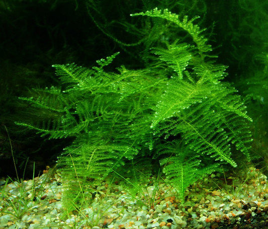 Taxiphyllum alternans “Taiwan Moss”