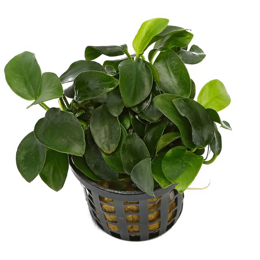 Anubias barteri var. nana ‘Mini’