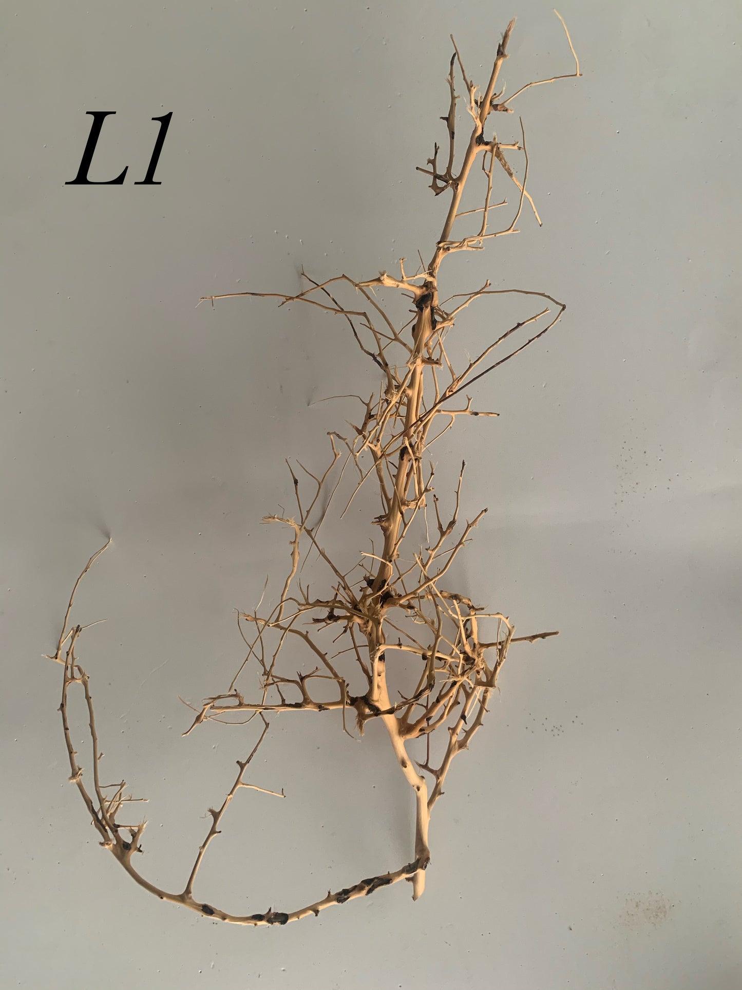 Scaping Twigs Large (30-40cm)