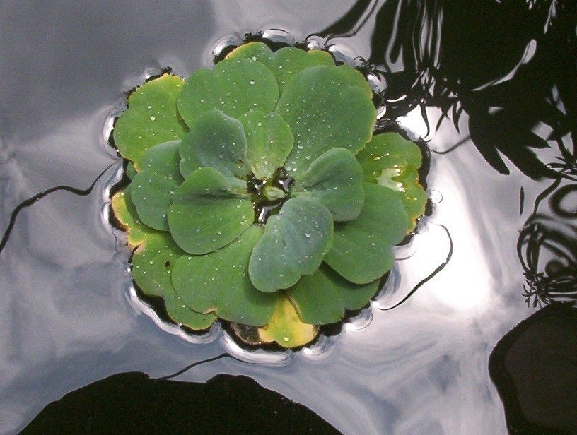 Pistia stratiotes