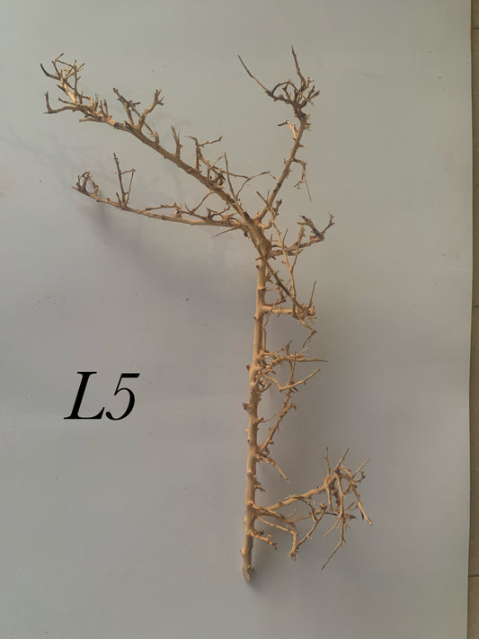 Scaping Twigs Large (30-40cm)