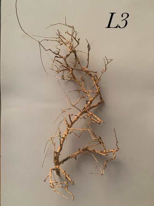 Scaping Twigs Large (30-40cm)