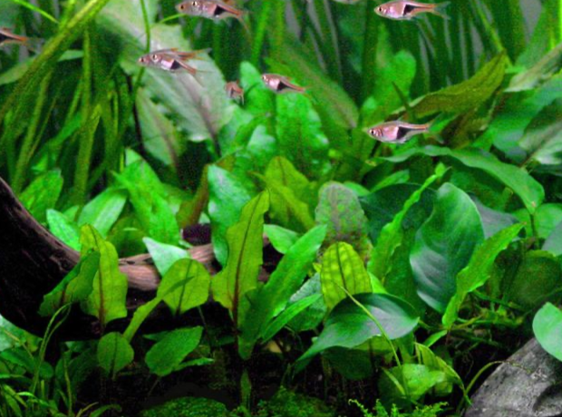 Cryptocoryne wendtii ‘Green’