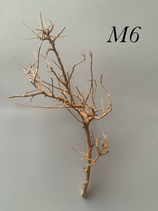 Scaping Twigs Medium (20-30cm)