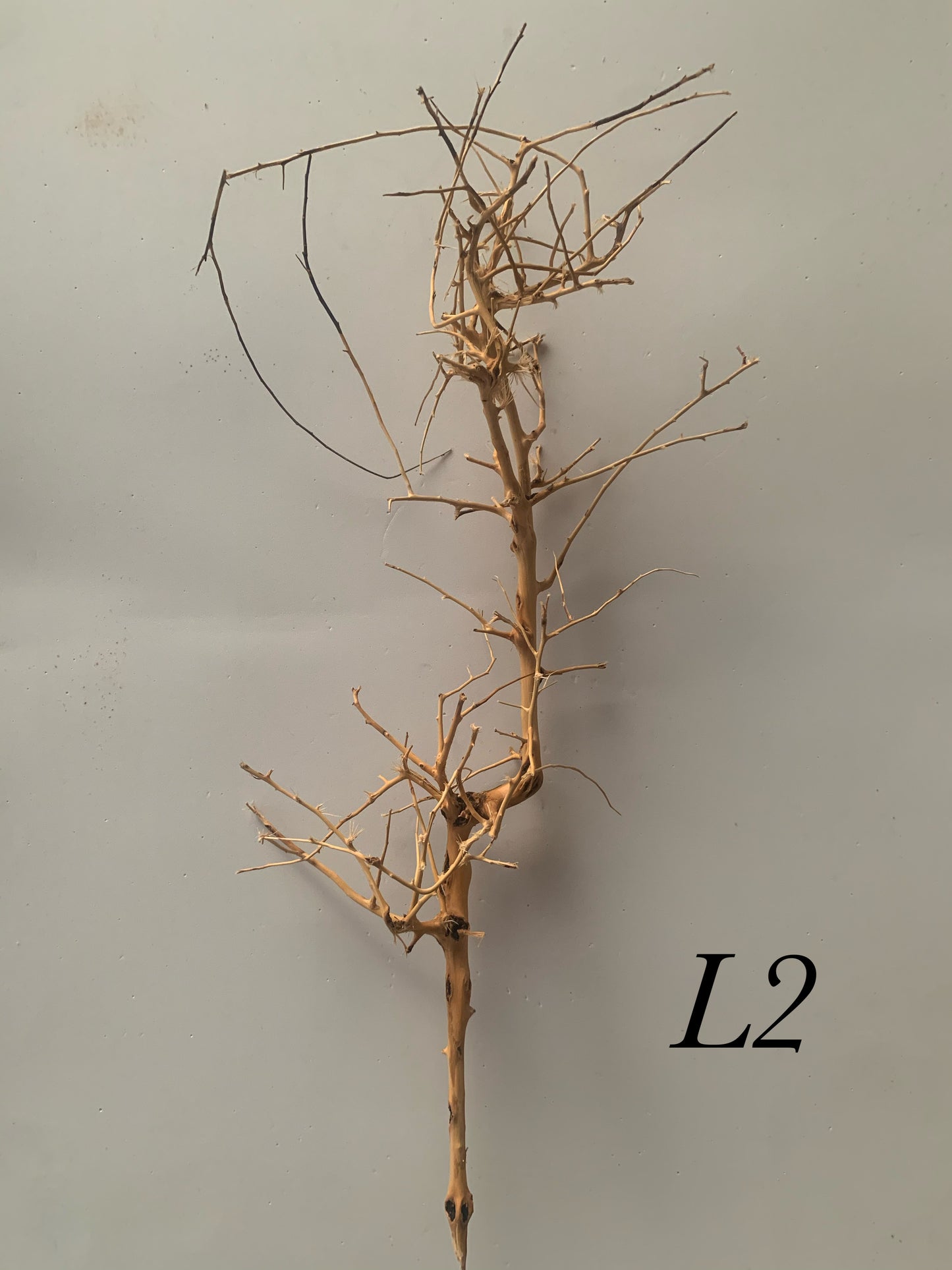 Scaping Twigs Large (30-40cm)