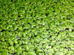 Duckweed