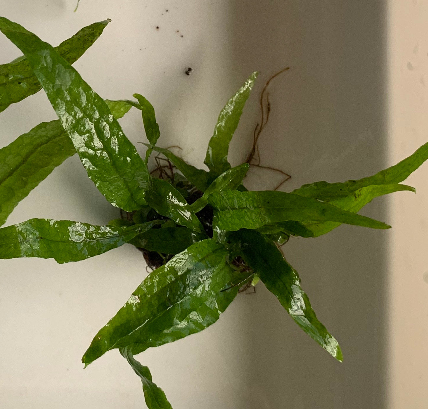 Mircrosorum pteropus "Java Fern"