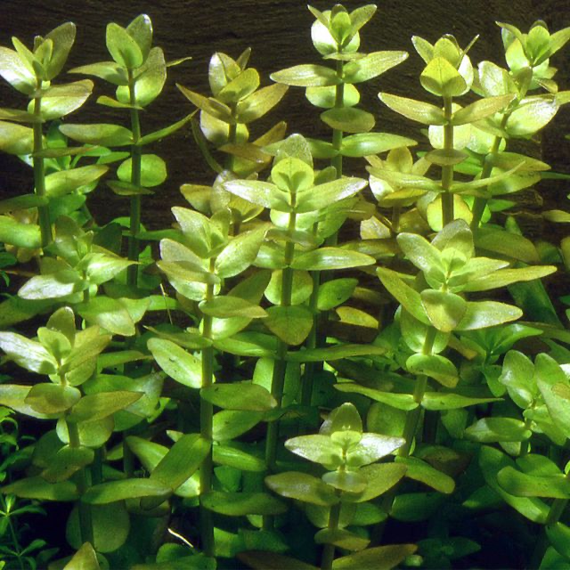 Bacopa caroliniana