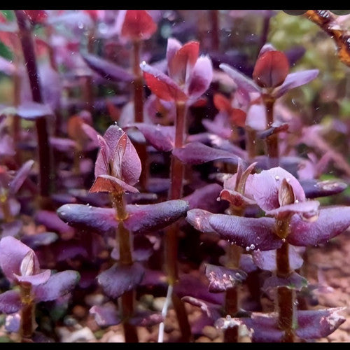 Bacopa salzmannii 'Purple'