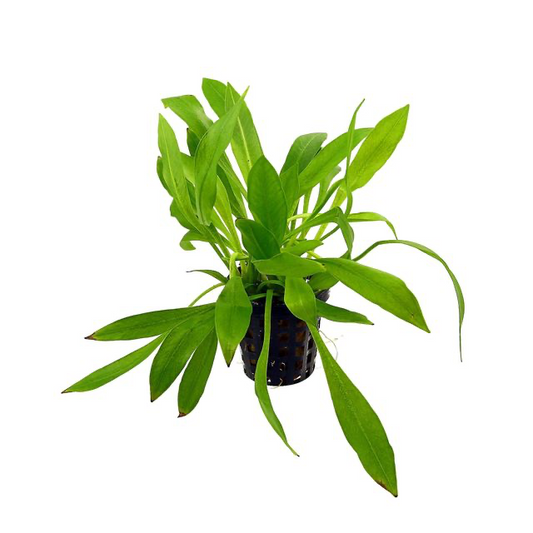 Helanthium bolivianum “quadricostatus”