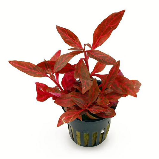 Alternanthera reineckii ‘Rosanervig’