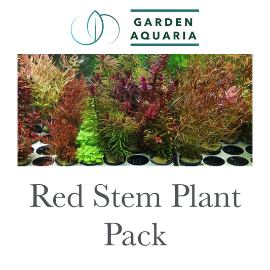 Red Stem Plant Pack (Online Exclusive)