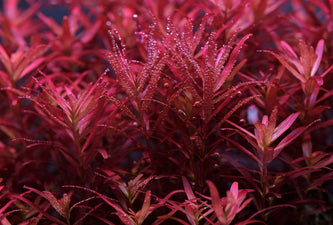 Rotala Blood Red SG