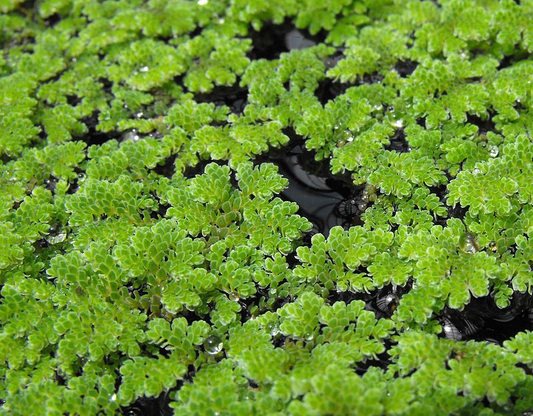 Azolla filiculoides