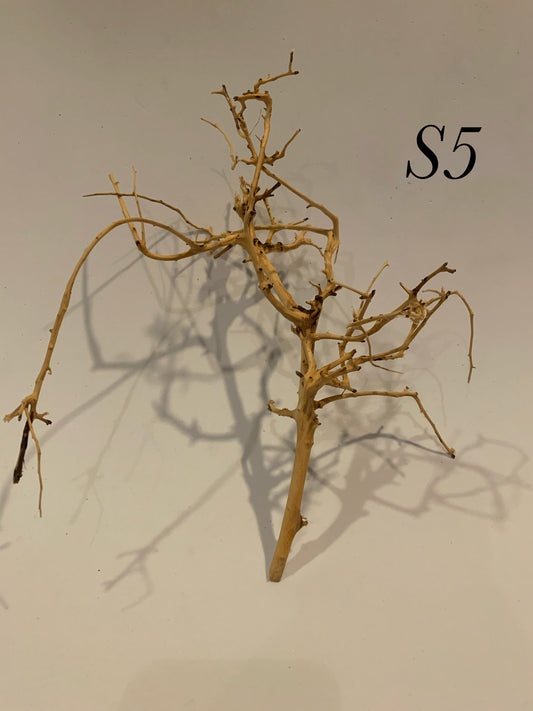 Scaping Twigs Small (10-20cm)