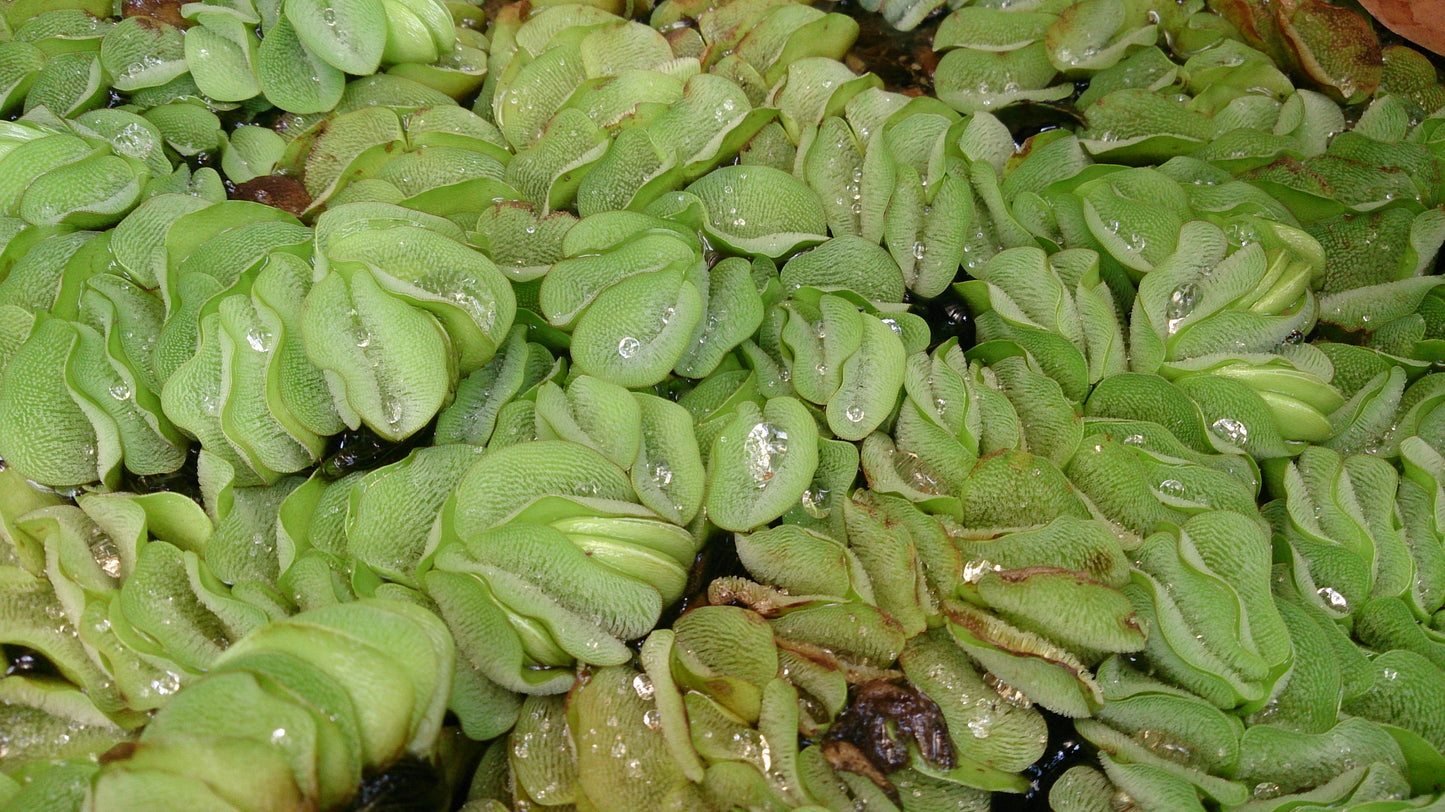 Salvinia molesta