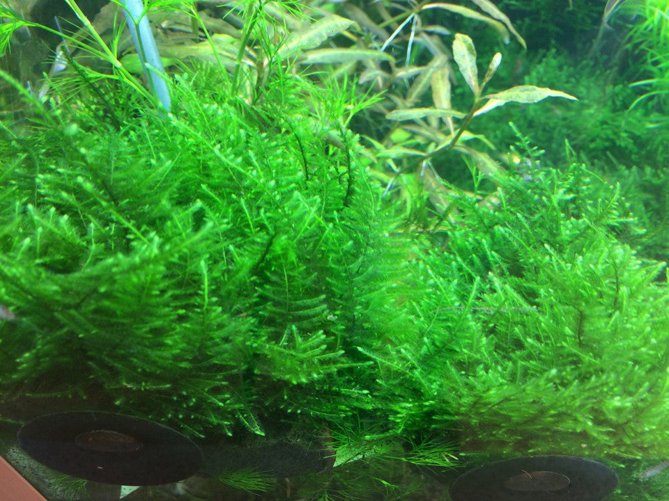 Taxiphyllum alternans “Taiwan Moss”