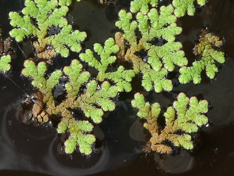 Azolla filiculoides