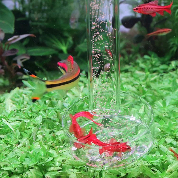 Glass Shrimp Feeding Set