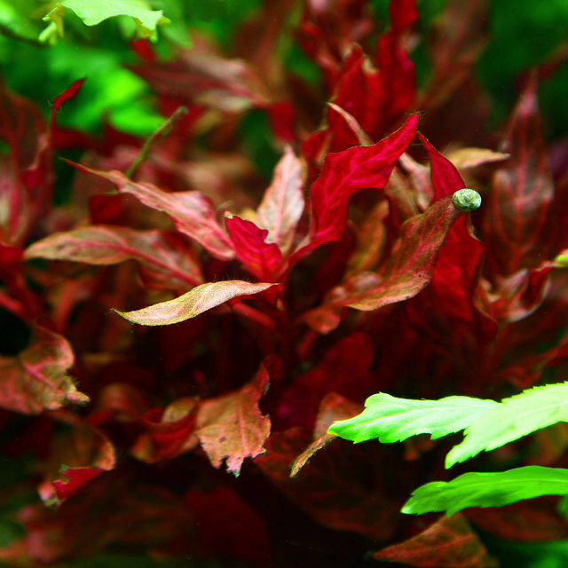 Alternanthera reineckii ‘Rosanervig’