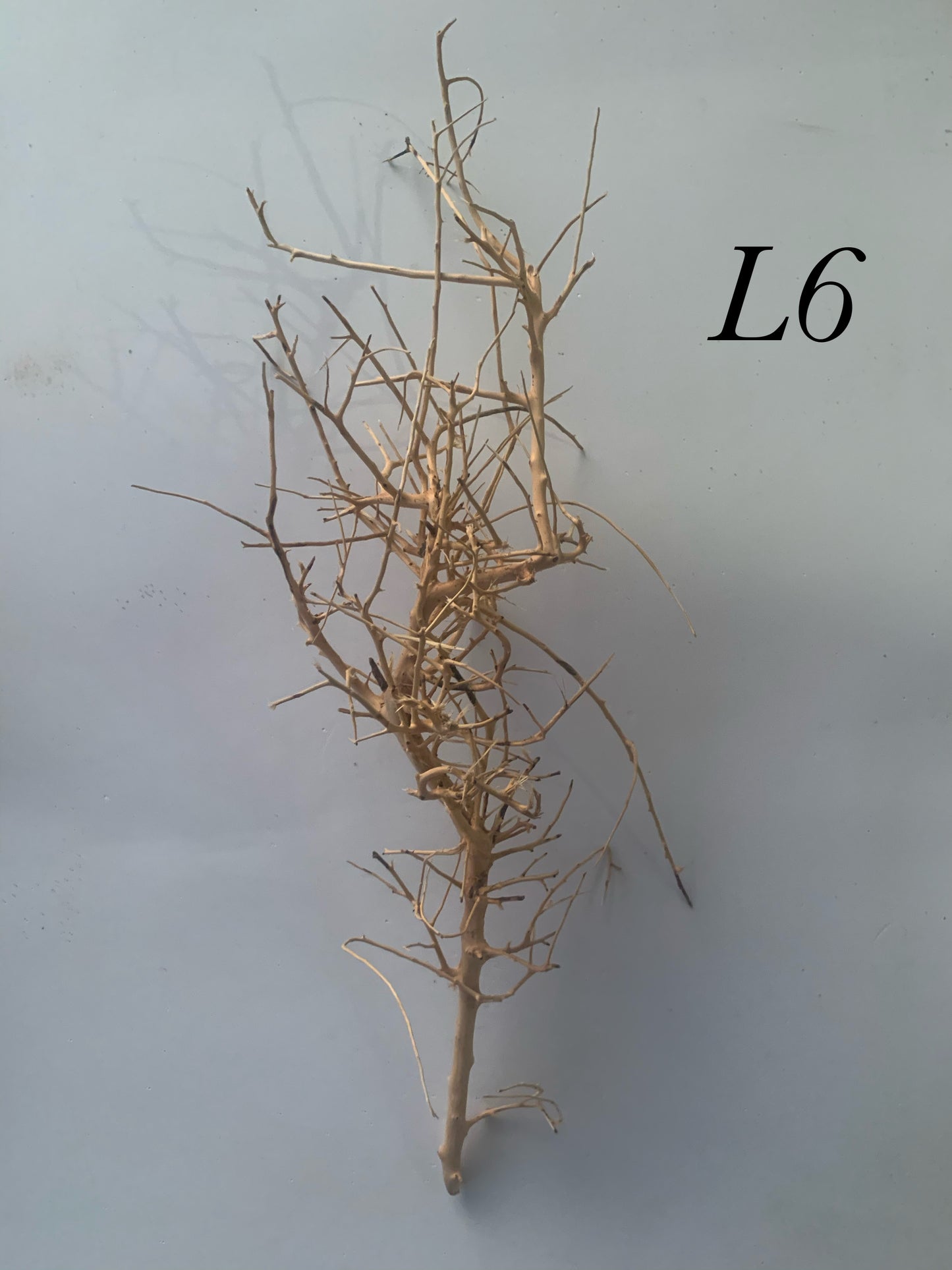 Scaping Twigs Large (30-40cm)