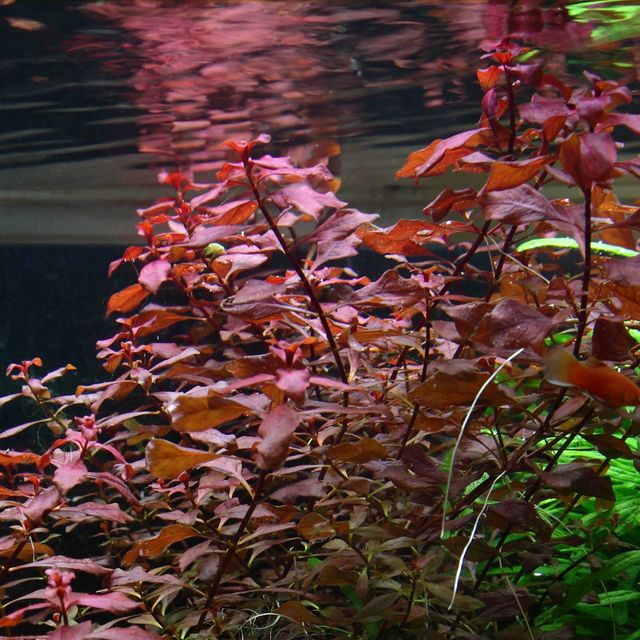 Ludwigia palustris "Super Red"