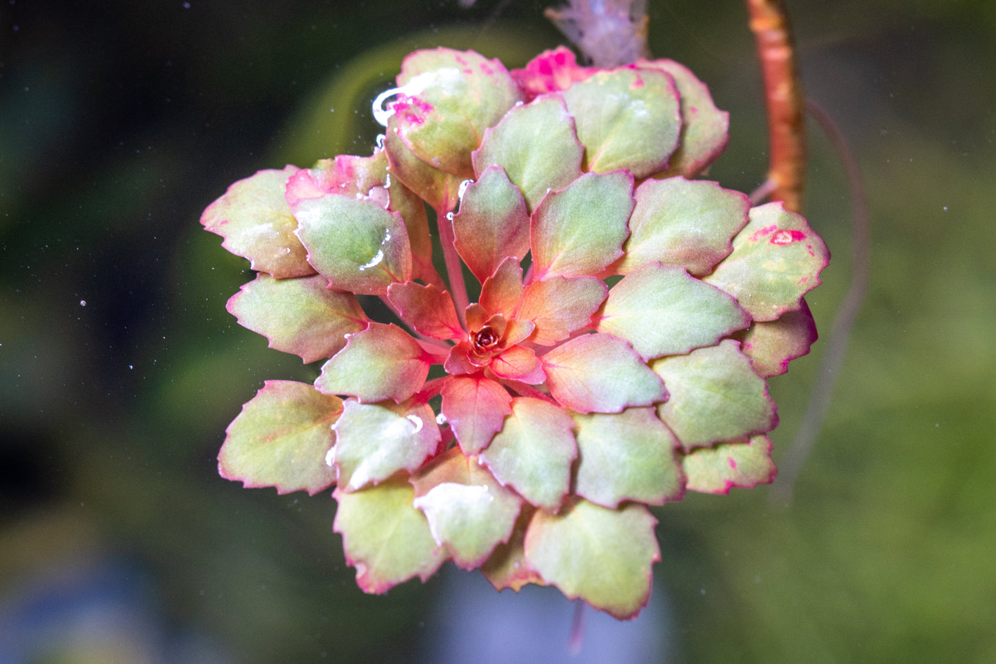 Ludwigia Sedioides