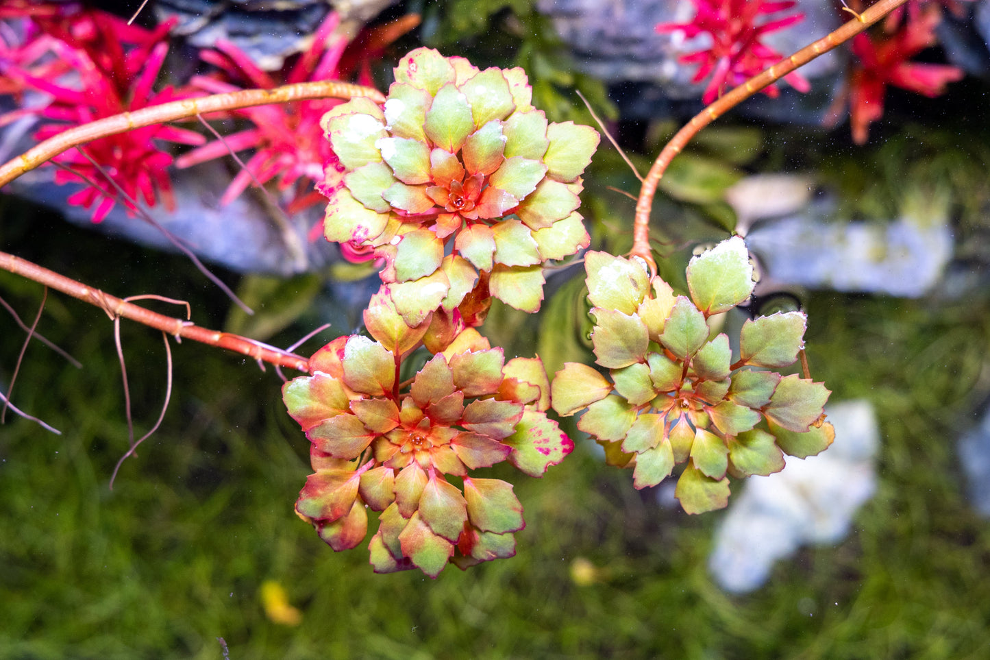 Ludwigia Sedioides