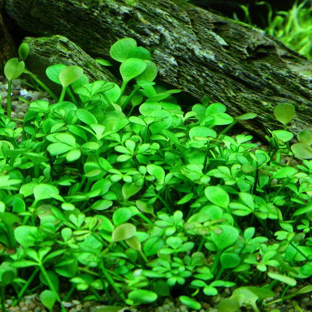 Marsilea hirsuta