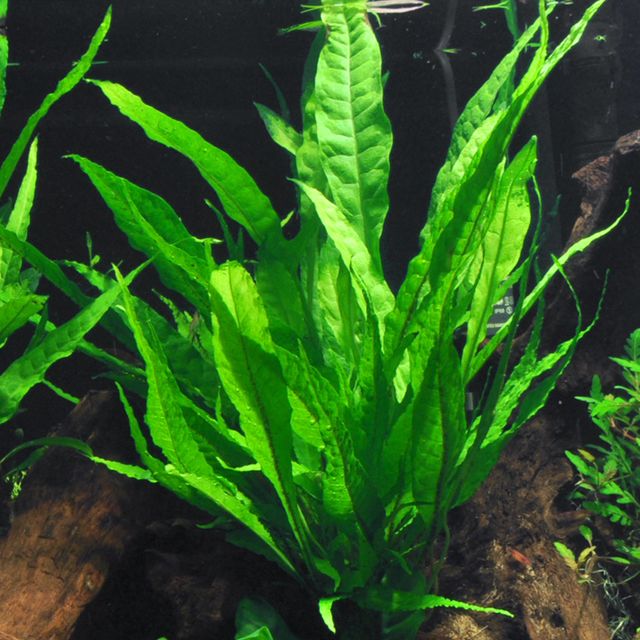 Mircrosorum pteropus "Java Fern"